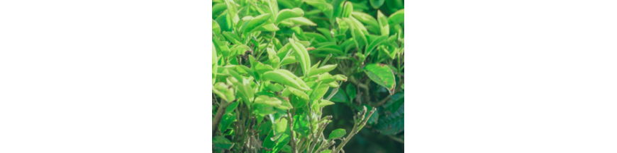 Tienda de té | TEAinFUSION