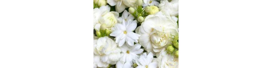 Infusiones  | TEAinFUSION